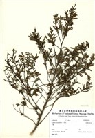 藏品(細葉雪茄花)的圖片